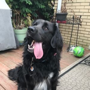 Meet your Posher, Lizzie